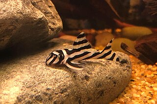 <span class="mw-page-title-main">Zebra pleco</span> Species of suckermouth catfish