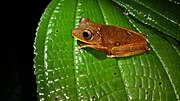 Vignette pour Hypsiboas diabolicus