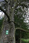 English oak (Quercus robur)