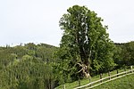 Winter linden (Tilia cordata)