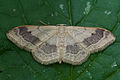 Idaea aversata