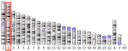 Thumbnail for UDP glucuronosyltransferase 1 family, polypeptide A1