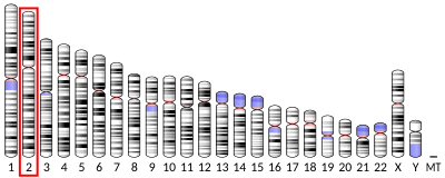 Apolipoprotein B