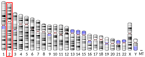 File:Ideogram human chromosome 2.svg