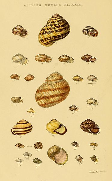 File:Illustrated Index of British Shells Plate 23.jpg