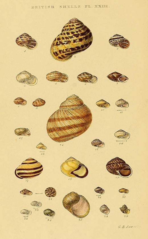 A plate from G. B. Sowerby's 1859 book Illustrated Index of British Shells shows some shells of British land snails