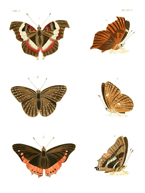 Illustrations of Exotic Entomology III 27.jpg