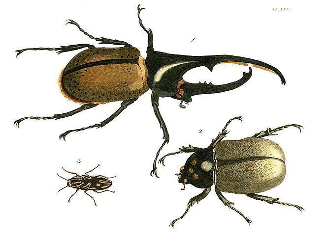 Illustrations of Exotic Entomology I 30.jpg