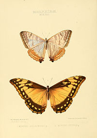 Lower image, female Illustrations of new species of exotic butterflies Morpho.jpg