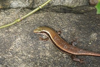 Indian Skink (Sphenomorphus indicus)