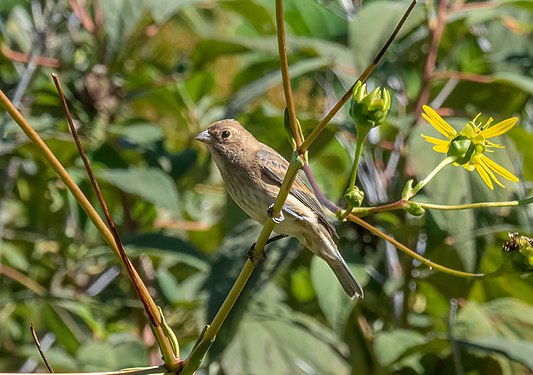 Indigo bunting in Brooklyn Bridge Park