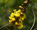 * Nomination Insect in flowers pollinating -- Ivan2010 (talk) 13:32, 26 August 2016 (UTC)  Comment Sorry, wich insect?, wich flowers? Can you determine something for the photo to be helpful?--Lmbuga 20:37, 26 August 2016 (UTC) insect is honey bee Apis mellifera Notafly 20:50, 26 August 2016 (UTC)  Comment Sorry, the picture is categorized in Category:Unidentified insects and Category:Unidentified plants--Lmbuga 20:59, 26 August 2016 (UTC) Categories corrected now. Jkadavoor 04:08, 31 August 2016 (UTC) * Promotion Ok now. QI for me. --Hubertl 05:02, 2 September 2016 (UTC)