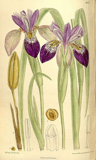 Curtis Botanical Magazine print Iris clarkei 136-8323.jpg