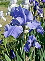 122) Iris "pacific panorama", Sexton 1960, Paris, Jardin des Iris au Jardin des Plantes. 20 juin 2010