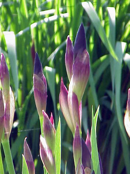 File:Iris sibirica 0.jpg