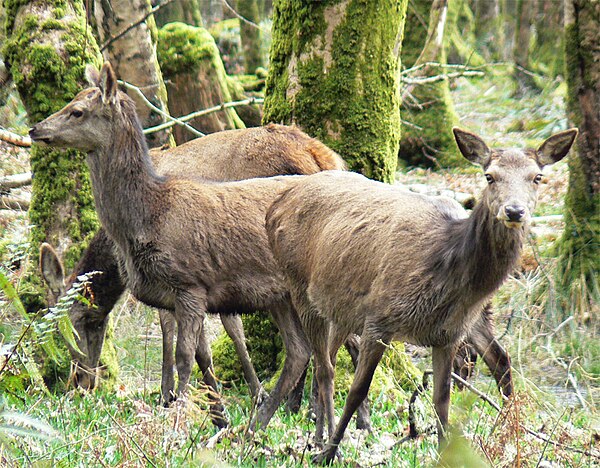 Some female red deer in Killarney National Park, Ireland