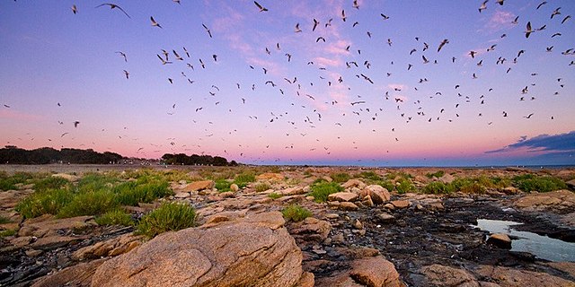 Parque nacional Islote Lobos - Wikipedia, la enciclopedia libre