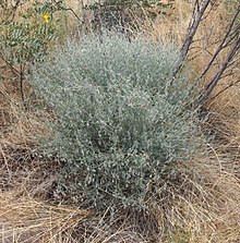 Isotropis wheeleri.jpg