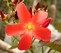 Jatropha macrantha