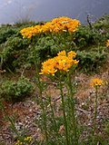 Vignette pour Jacobaea adonidifolia