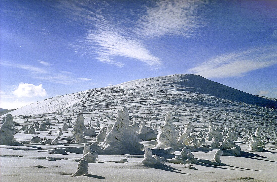 Límite del bosque