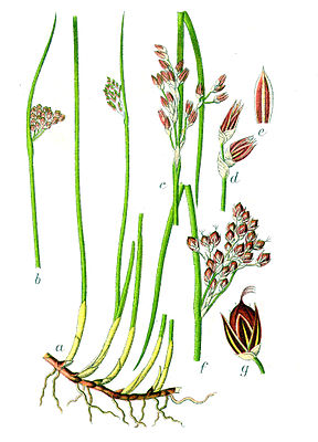 Baltic bulrush (Juncus balticus), illustration