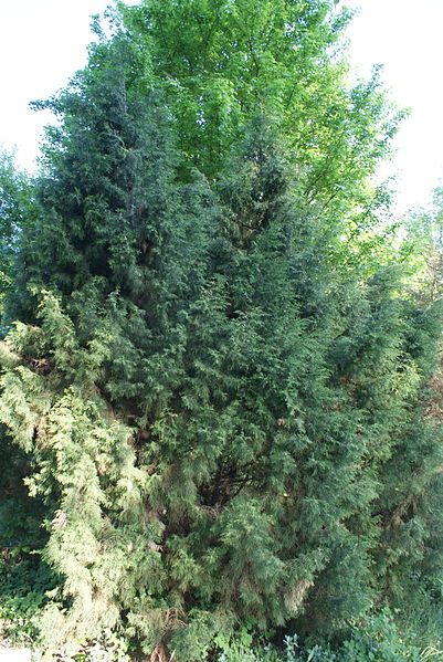 File:Juniperus semiglobosa in Botanical garden, Minsk.JPG