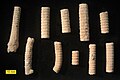 Stengelfragmenten van Crinoiden uit de Jura (periode), (Makhtesh Gadol, Israël).