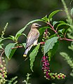 * Nomination Juvenile cedar waxwing on Lookout Hill in Prospect Park --Rhododendrites 03:30, 3 September 2021 (UTC) * Promotion  Support Good quality -- Johann Jaritz 03:33, 3 September 2021 (UTC)