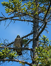 Juvenile peregrine falcon (Falco peregrinus) with prey, Great Wass Island Preserve, Maine, US