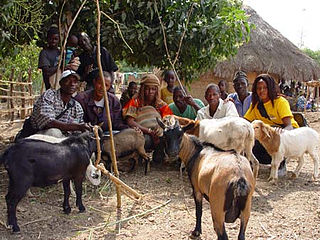 <span class="mw-page-title-main">West African dwarf goat</span> West African breed of goat