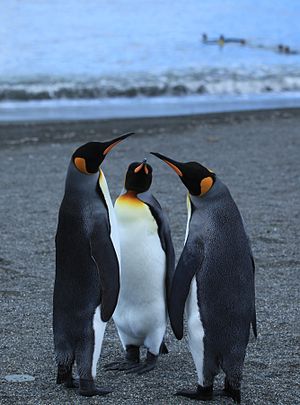 King Penguin threesome on the beach (5848771389).jpg