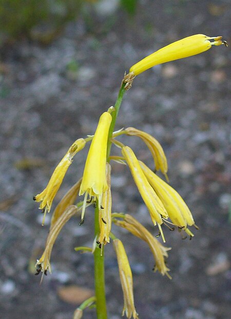 Kniphofia pauciflora