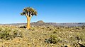 Kokerboom in die Onder-Karoo, naby Tankwa-Karoo