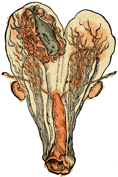 File:L’histoire naturelle des estranges poissons marins 15 40v.png