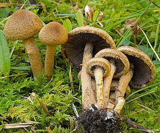 <i>Lacrymaria</i> (fungus) Genus of fungi