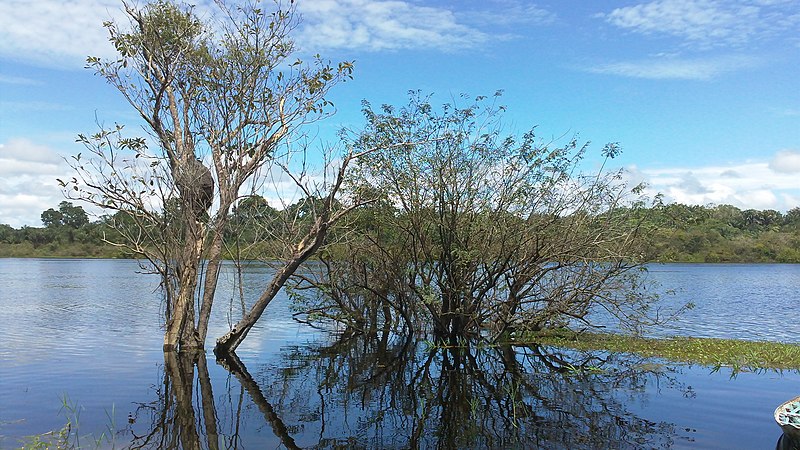 File:Lago do Ubim - Vegetação Submersa - panoramio.jpg