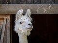 Image 102Lama (Lama glama) at the Menominee Park Zoo, Oshkosh, Wisconsin, US