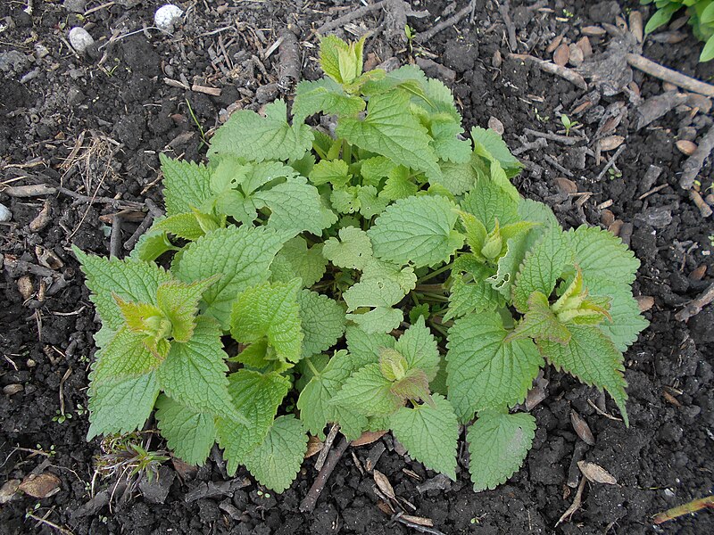 File:Lamium album 2017-04-14 7011.jpg