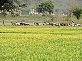 Landscape and shepherd grazing herd of goats herd view near village Saketri