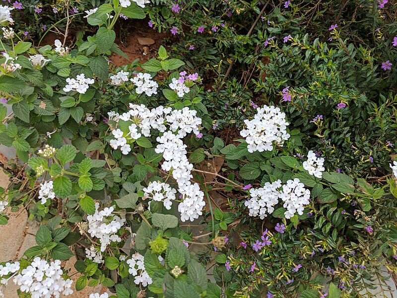 File:Lantana sp 24.jpg