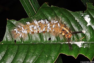 High parasite load. Lappet moth caterpillar parasited by braconid wasps. Lappet moth caterpillar parasited by braconid wasps (Apanteles sp.) (5050724084).jpg