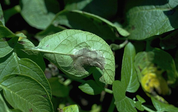 Symptom of late blight (P. infestans, Peronosporales) on the underside of a potato leaf.