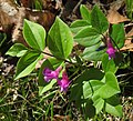 * Nomination Spring vetchling (Lathyrus vernus) --Robert Flogaus-Faust 12:51, 12 April 2020 (UTC) * Promotion  Support Good quality. --Poco a poco 16:21, 12 April 2020 (UTC)