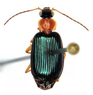 <i>Lebia tricolor</i> Species of beetle