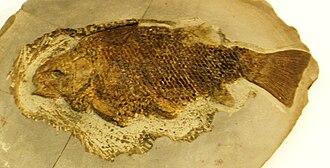 Fossil P. ornatus Lepidotes ornatus.JPG