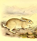 Thumbnail for Yarkand hare