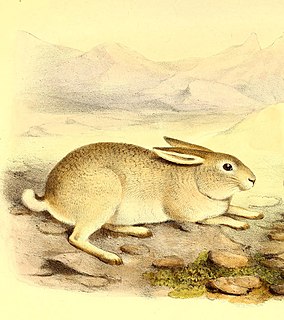 <span class="mw-page-title-main">Yarkand hare</span> Species of mammal
