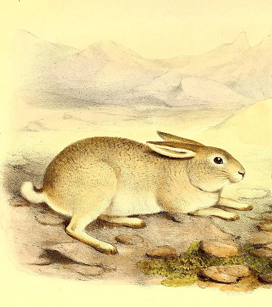 File:Lepus yarkandensis.jpg