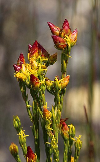 <i>Leucadendron olens</i> Species of plant